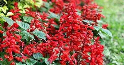 Chalisa Salvia, Salvia flower seeds Seed(175 per packet)