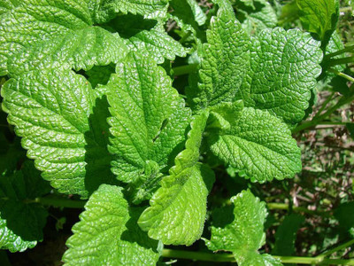Mozette Lemon Balm Seed(17 per packet)