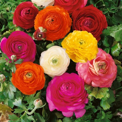 agri max gardens Ranunculus Asiaticus Lepech. Flower Seed, 30+ seeds per packet Seed(100 per packet)