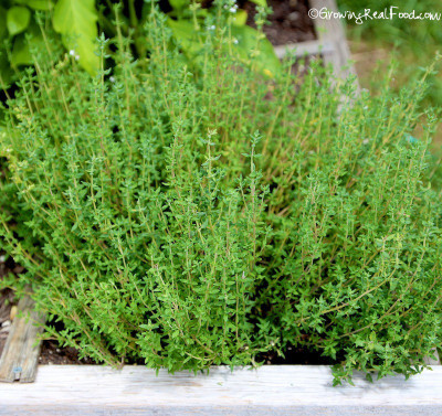 XOLDA Thyme Seed(55 per packet)