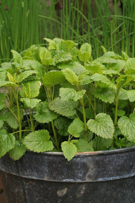 Mozette Hybrid Lemon Balm Seed(55 per packet)