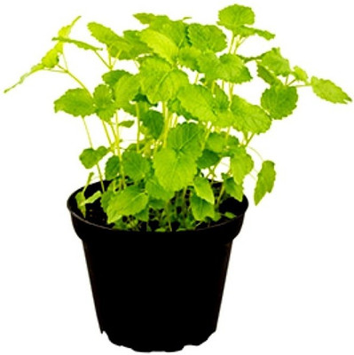 XOLDA Lemon balm Seed(36 per packet)