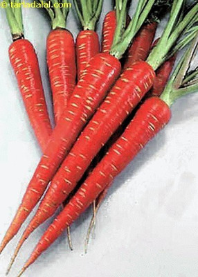 Mozette Red carrot plant Seed(32 per packet)