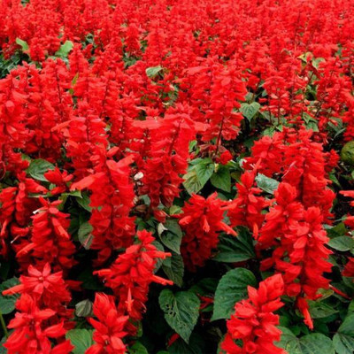 Aro Salvia Seed(130 per packet)