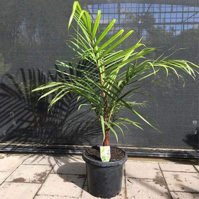 Ukanda Areca Plam(Hybrid, Pack of 1)