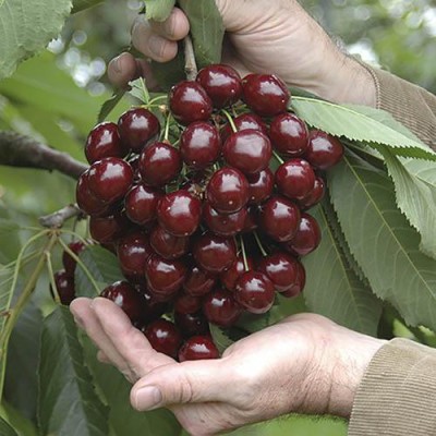 Cloud Farm Cherry Fruit Plant(Hybrid, Pack of 1)