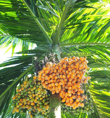 PB REBA PLANT Betel Nut/Supari Plant(Hybrid, Pack of 1)