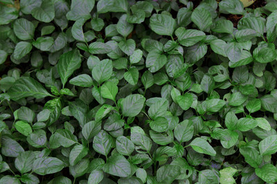 VNR Fresh VNR Green Palak Vegetable Hybrid Seed(50 per packet)
