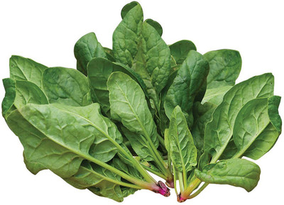 VNR Fresh VNR Green Palak Vegetable Hybrid Seed(70 per packet)