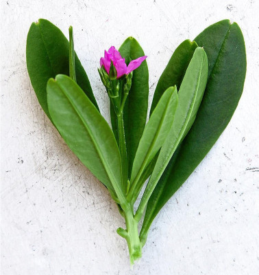 FRESHO Fresh VNR Green Palak Vegetable Hybrid Seed(2000 per packet)