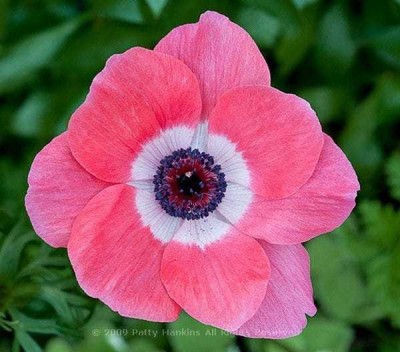 SIDDHI VINAYAK GALLERY Imported Veriety Anemone Dark pink Colour flower bulbs Exotic Beautiful flower bulbs all season for home ga0rdening Seed(10 per packet)