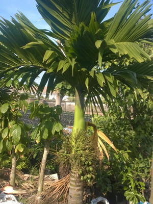 PB REBA PLANT Betel Nut/Supari Plant(Hybrid, Pack of 1)
