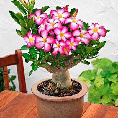 CHOUDHARY PLANTHUB Adenium Plant(Hybrid, Pack of 1)