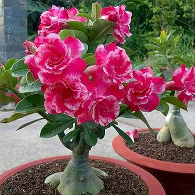 CHOUDHARY PLANTHUB Adenium Plant(Hybrid, Pack of 1)