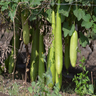 VNR Fresh Bootle Gourd (lokki) Vegetable Seed(100 per packet)