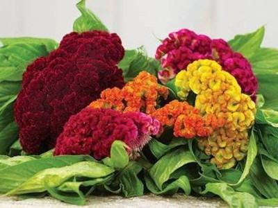 CYBEXIS CELOSIA COCKSCOMB MIXED FLOWER SEEDS Seed(1 g)