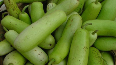 VNR Fresh VNR Botlle Gourd (lokki) Vegetable Hybrid Seed(70 per packet)