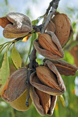 VibeX VXI-53 - Almond Badam Tree - (270 Seeds) Seed(270 per packet)