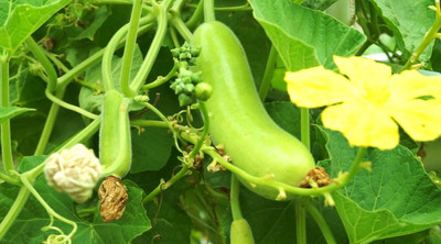 Cosmos Fresh VNR Botlle Gourd (lokki) Vegetable Hybrid Seed(100 per packet)