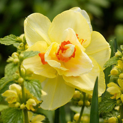 Audbhidhi Daffodil Winter Flower Bulbs for Garden Seed(2 per packet)
