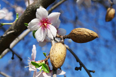 VibeX ® VXI-10 Almond (Kagaji Badam)Seeds Seed(25 per packet)