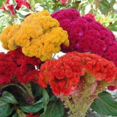CYBEXIS CELOSIA DWARF COCKSCOMB MIXED FLOWER SEEDS Seed(1 g)
