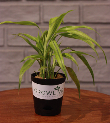 My Dream Nursery Two Layer Bamboo Plant(Hybrid, Pack of 1)