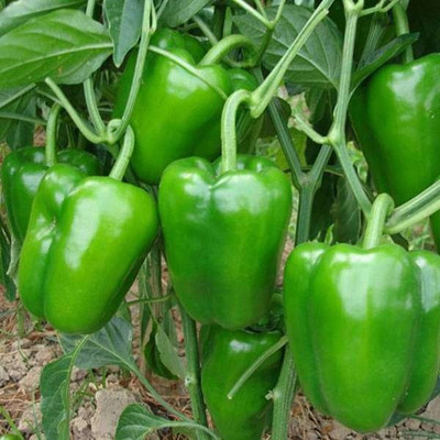 BALA PLANT CREATION Capsicum Seed(1 per packet)