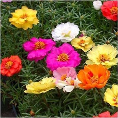 ACCELCROP Four o Clock Flower Seed(70 per packet)
