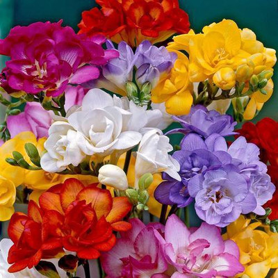 Udanta Freesia Double Mixed Color Flower Bulbs Pack Of 10 Seed(10 per packet)
