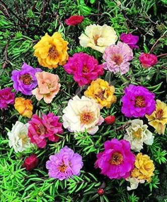 ACCELCROP 74 'o Clock Flower Seed(75 per packet)