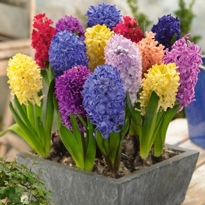 FERNSFLY® Imported Hyacinth Bulbs Indoor Outdoor Flower Blooming Pack of 6 The Multi Mix Seed(6 per packet)