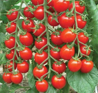 Aro Tomato S22, Tamatar Seed(280 per packet)