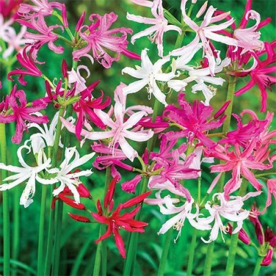 Audbhidhi Nerine lily Flower Bulbs Seed(2 per packet)