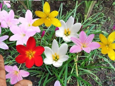 Udanta Rain Lily | Fresh & healthy | Mix Flower Bulbs | Best for Indian Climate | Pc of 5 Flower bulbs Seed(5 per packet)