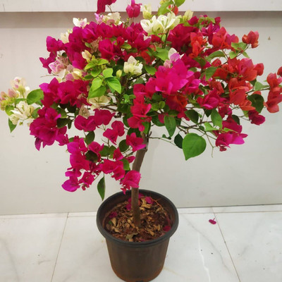 NEW DEBNATHNURSERY Bougainvillea Plant(Hybrid, Pack of 1)