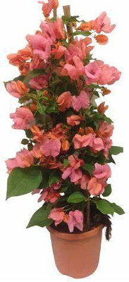 Ukanda Baugainvillea Plant(Hybrid, Pack of 1)