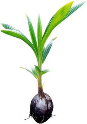 Tijiko Coconut Plant(Hybrid, Pack of 1)