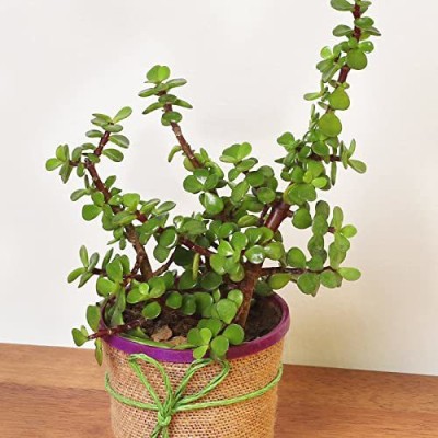 BHAJANLAL GREENERY Crassula Bonsai Plant(Hybrid, Pack of 1)