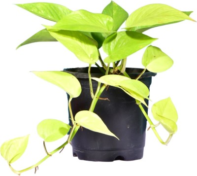 Leafy Lifestyle Golden Money Plant(Pack of 1)