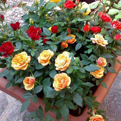 Risenshine Rose Plant(Hybrid, Pack of 1)