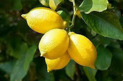 KUNUBON Lemon Plant(Hybrid, Pack of 1)