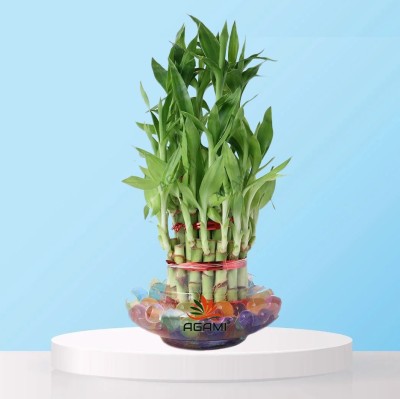 AGAMI Three Layer Bamboo Plant(Hybrid, Pack of 1)