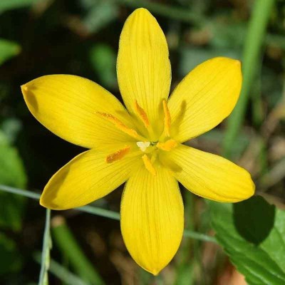 Udanta Rain Lily | Fresh & Healthy Yellow Colour Flower Bulbs | Pack of 5 Flower Bulbs Seed(5 per packet)