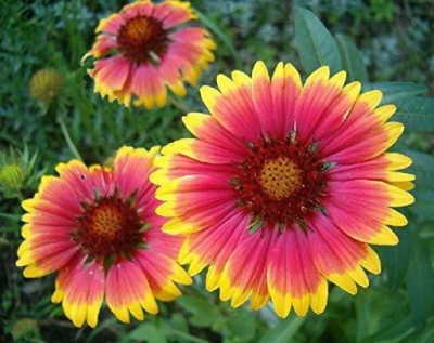 Chalisa Gazania Mix, Gazania Mix seeds Seed(15 per packet)