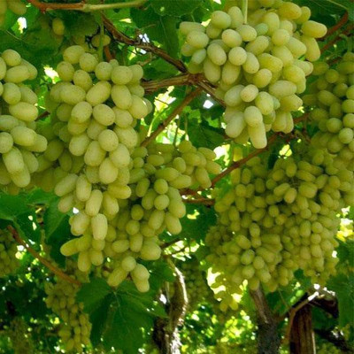 rmd Grapes Fruit Seed(10 per packet)