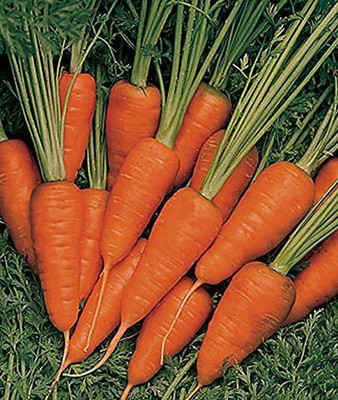 Aywal Carrot Gajar Seed For Planting For Home And Gardening Seed(750 per packet)