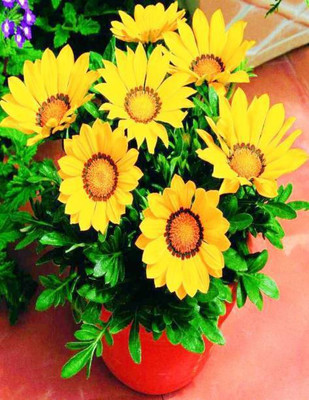 Aro Gazania Seed(20 per packet)