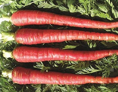 KANAYA Carrot / Gajar Seed(18 per packet)