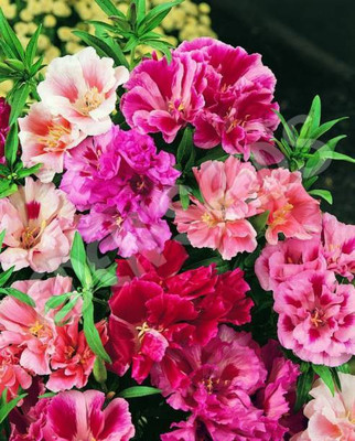 Aro Balsam Seed(40 per packet)